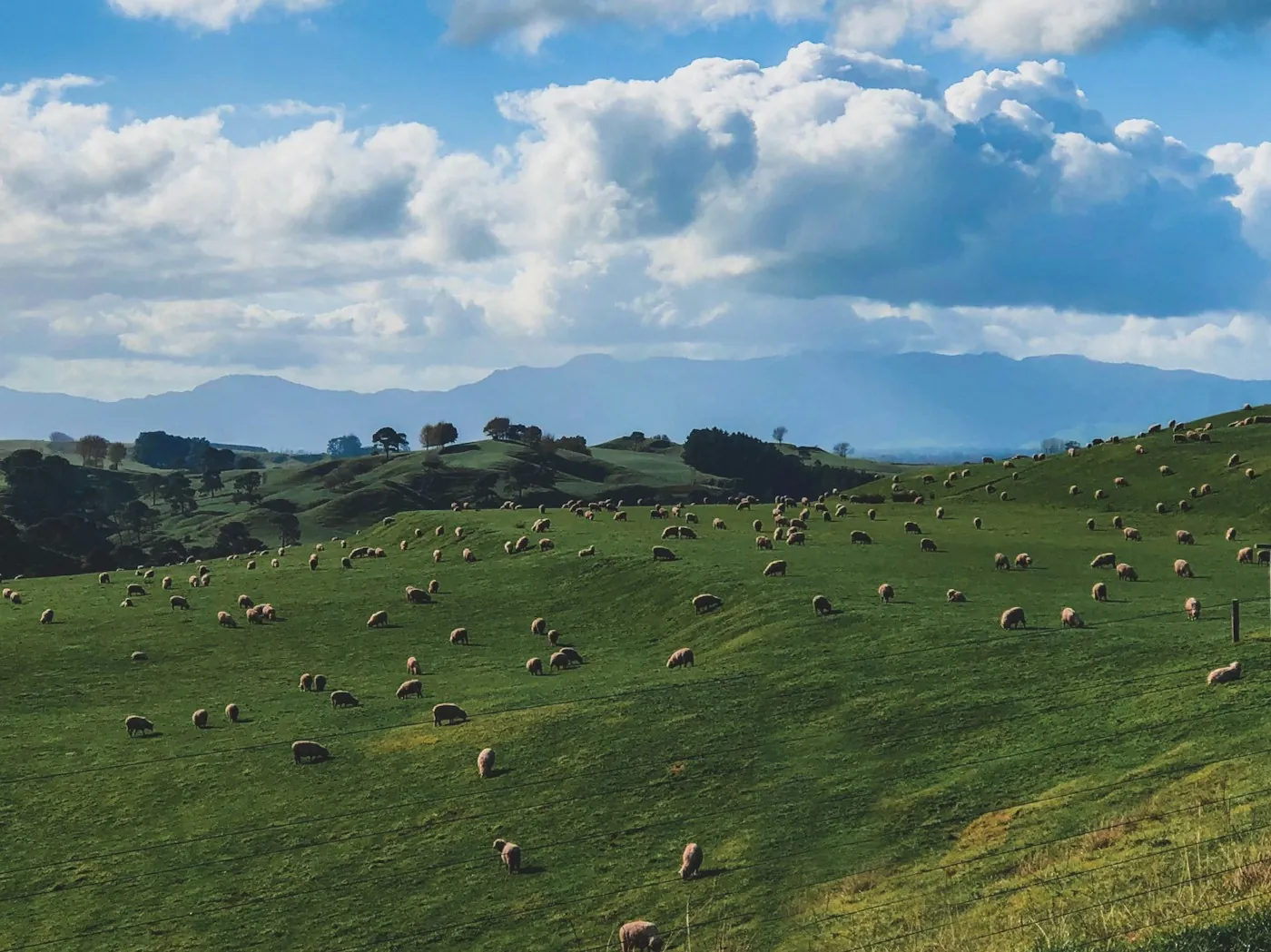 Sheep grazing on green New Zealand hills